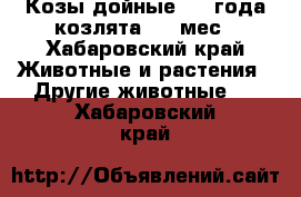 Козы дойные 2,3 года,козлята 2,5 мес - Хабаровский край Животные и растения » Другие животные   . Хабаровский край